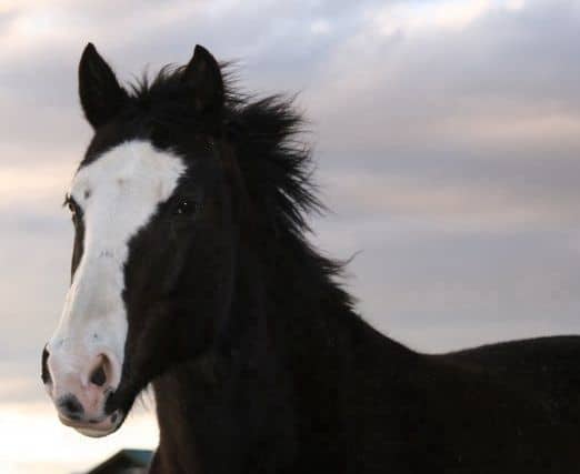 Where Does Premarin Come From? - Blue Moon Rescue