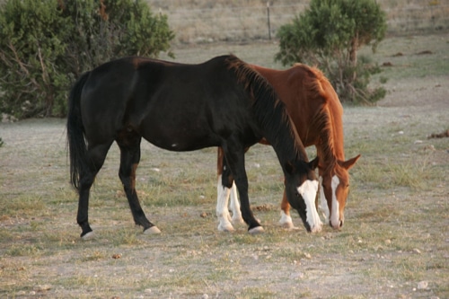 Blue Moon Rescue & Sanctuary horses